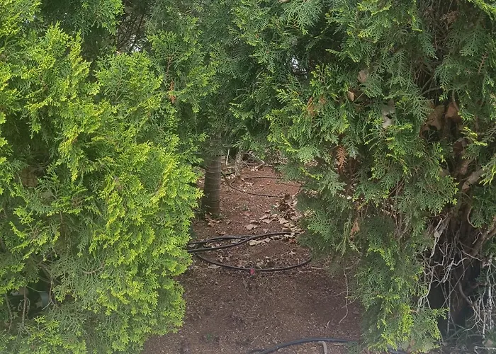 Ilusion * 타코론테